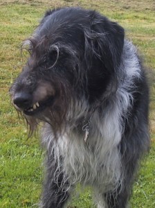 saltydog