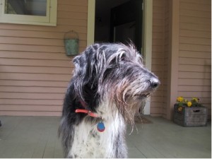 Simon