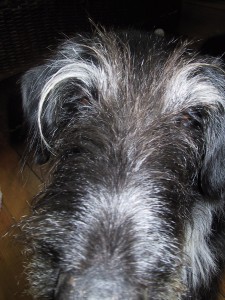 simoncloseup